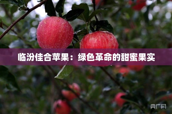 临汾佳合苹果：绿色革命的甜蜜果实