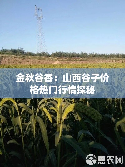 金秋谷香：山西谷子价格热门行情探秘