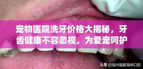 宠物医院洗牙价格大揭秘,牙齿健康不容忽视,为爱宠呵护口腔健康!