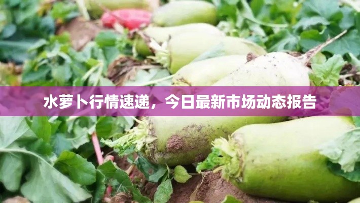 水萝卜行情速递,今日最新市场动态报告