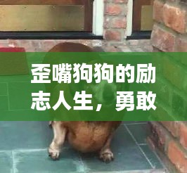 歪嘴狗狗的励志人生，勇敢前行，不畏挑战