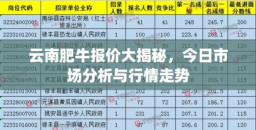 云南肥牛报价大揭秘,今日市场分析与行情走势