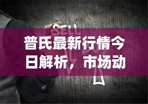 普氏最新行情今日解析，市场动态一览，未来趋势展望