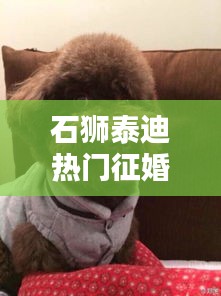 石狮泰迪热门征婚信息集结,最新消息一网打尽!