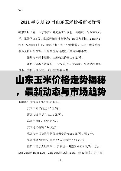山东玉米价格走势揭秘,最新动态与市场趋势分析